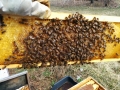 brood with honey