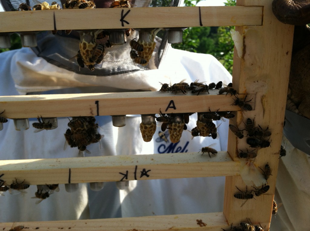 These are the somewhat shortened queen cells from Round 2.  Note the lack of royal jelly remaining in the grafting cup.  We noted movement of the queens within the cells at this time.