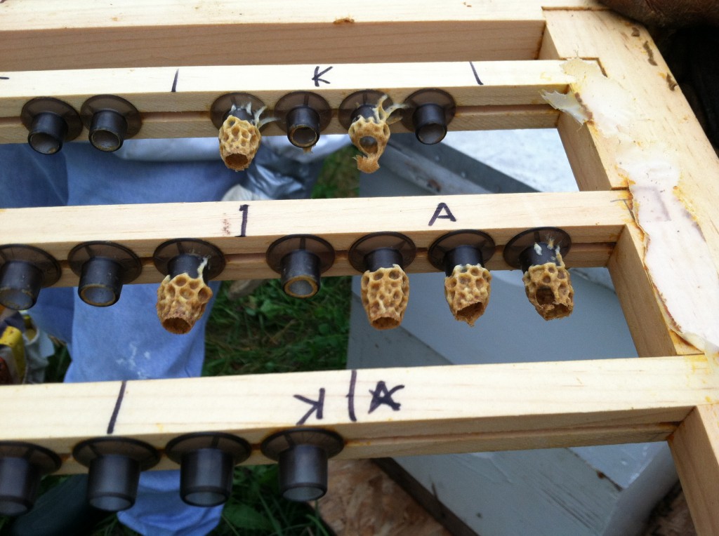 All cells have been opened. Some so signs of destruction from the side, others appear to have hatched from the bottom.