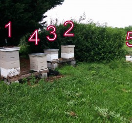 Numbered hives