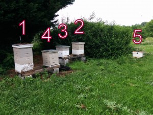 Numbered hives