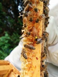 Hive 4 queen