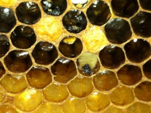 Flattened dead brood against cell wall.