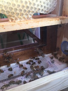 Carnage!!  52 dead bees in one night!  But the yellow jacket is gone!  Peace has returned to the hive.