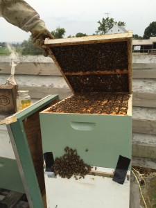 Our colony ready for the grafted cells.  We have a denser population than we have on previous attempts.