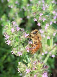 Thyme for Bees!