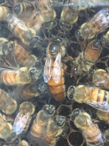 The queen in the observation hive and her retinue