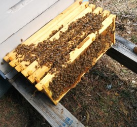 lots-of-bees
